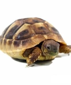 Baby Hermann’s Tortoise