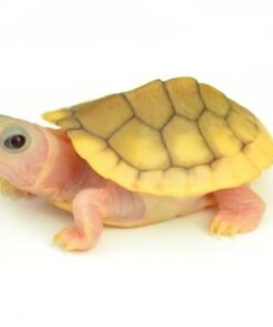 Caramel Pink Albino Red Ear Slider Turtle