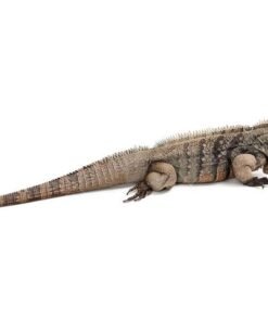 Cayman Blue Iguana
