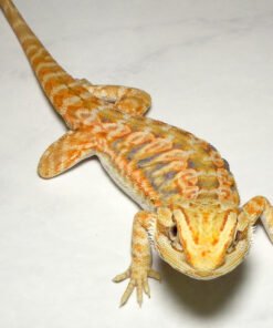 Translucent Leatherback Bearded Dragon