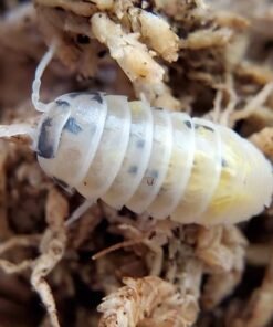 Magic Potion Isopods