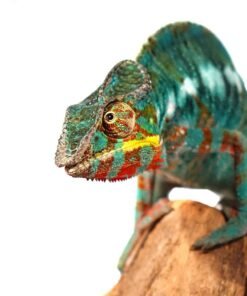 Bermanja Panther Chameleon
