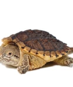 Baby Hypo Snapping Turtle