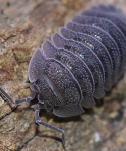Armadillidium Peraccae Isopods