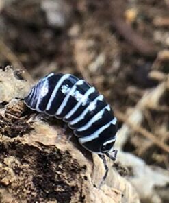 Zebra Isopods
