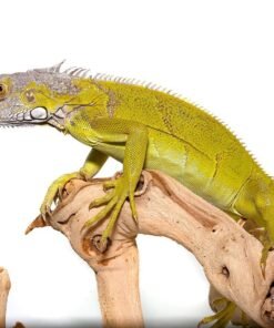 Yearling Hypo Iguana #4