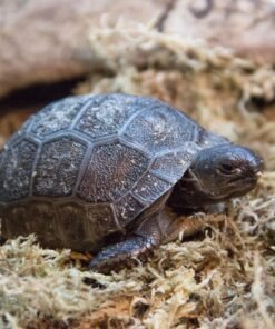 Baby Aldabra Tortoise