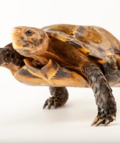 Serrated Hingeback Tortoise