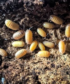 Albino Isopods