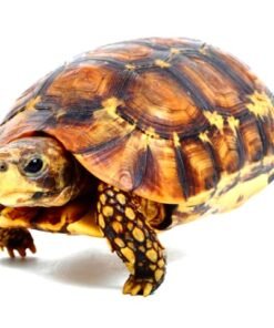 Northern Zombensis Hingeback Tortoise