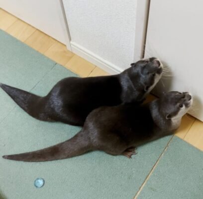 Exotic Pets For Sale