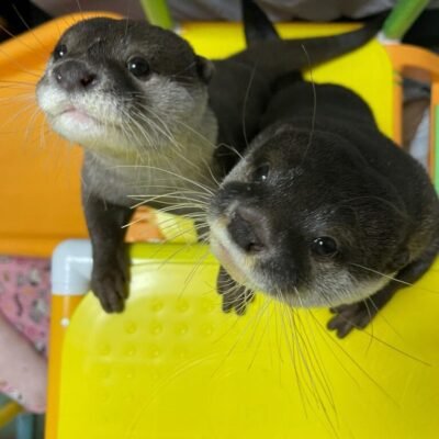 Exotic Pets For Sale