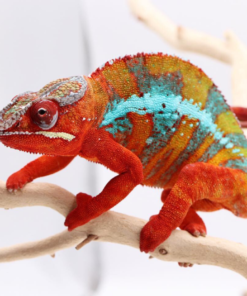 Ambilobe Panther Chameleon