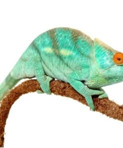 Parson’s Chameleon
