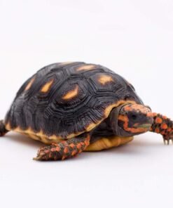Baby Redfoot Tortoise