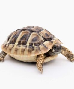 Hermann’s Tortoise for sale