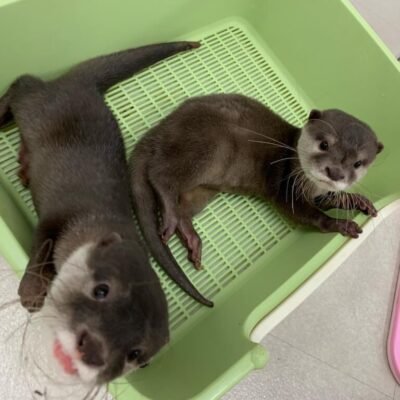 Exotic Pets For Sale