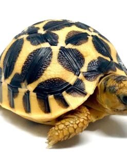 Baby Sri Lankan Star Tortoise