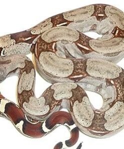 Suriname Redtail Boa #1