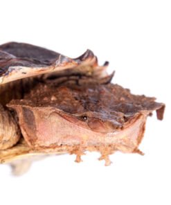 Mata Mata Turtle