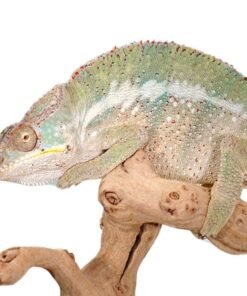 Buy Exotic Pets Online