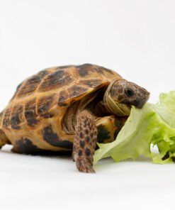 Russian Tortoise for sale