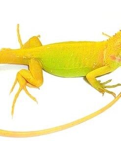 Baby Albino Iguana