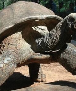 Aldabra Tortoise for sale