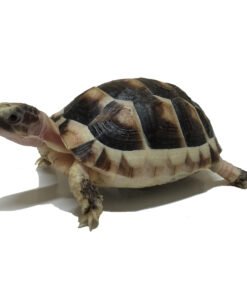 Baby Marginated Tortoise