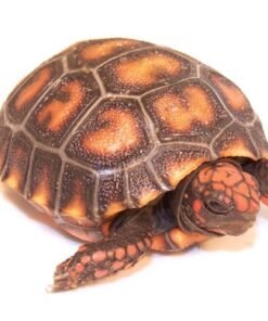 Baby Cherryhead Redfoot Tortoise