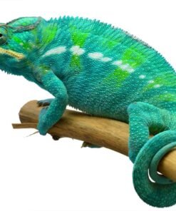 Nosy Be Panther Chameleon