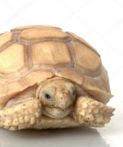 Baby Ivory Sulcata Tortoise