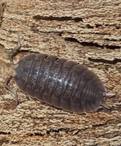Porcellio Dilatatus