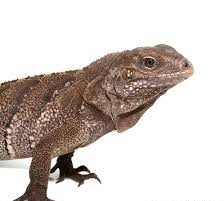 Cayman Brac Iguana