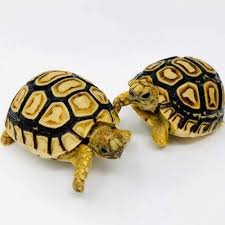 Baby Leopard Tortoise