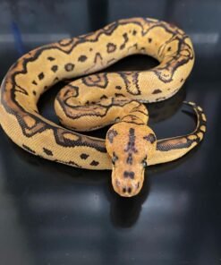 Fire Leopard Clown Het Pied Ball Python