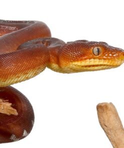 Amazon Basin Emerald Tree Boa