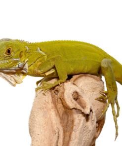 Baby Hypo Iguana