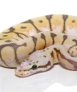 Baby Killerbee Scaleless Head Ball Python