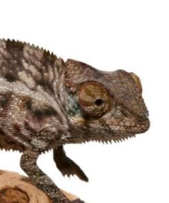 Baby Panther Chameleon