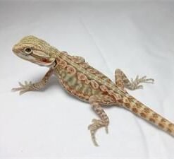 Baby Blue Bar Leatherback Hypo Bearded Dragon