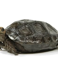 Baby Burmese Black Mountain Tortoise