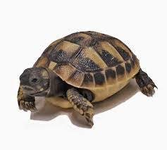 Baby Greek Tortoise