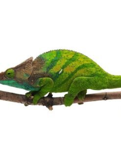 O’Shaughnessy’s Chameleon