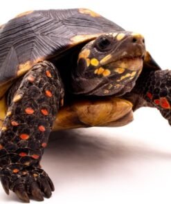Yearling Redfoot Tortoise