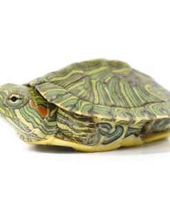 Baby Rio Grande River Cooter Turtle
