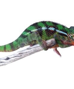 Sambava Panther Chameleon