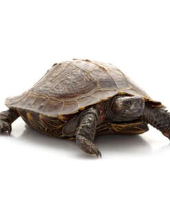 Spiny Turtle for sale