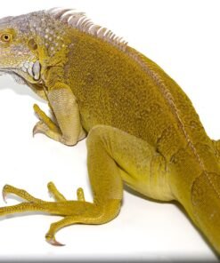 Yearling Hypo Iguana #1
